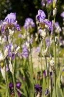 Iris flowers blooming in the village of Gourdon in Provence, France in Europe.