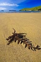 Almost in the shape of a silver fern, a piece of kelp lies on the golden sand of the beach in Titirangi Bay in the Marlborough Sounds of New Zealand.