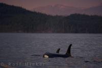 A soft colored sunset decorates the sky off Northern Vancouver Island in British Columbia, Canada as a couple of Killer Whales come up for air.