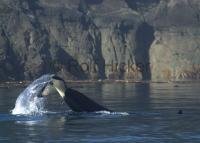 A killer whale showing off its' fluke as it plays in the calm waters of Johnstone Strait in British Columbia, Canada.
