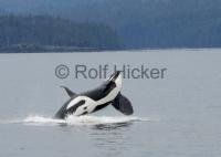 A large Killer whale male breaching in front of Hardy Bay off Northern Vancouver Island, BC.