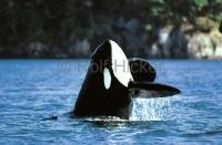 Stock Photo of a breaching Killer Whale off Northern Vancouver Island, British Columbia