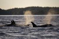 A group of Killer Whales from the Northern Resident community off Northern Vancouver Island in British Columbia, Canada.