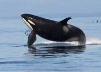 Breaching Killer Whale seen from a whale Watching Tour in Johnstone Strait