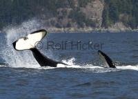 Stock Photo of Killer Whales playing