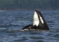 Orca whale spyhopping beside a whale watching boat in BC