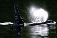 Killer Whale Male coming up for Air