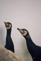 Two birds stand at attention at the L'Oceanografic in the City of Valencia in Valencia, Spain in Europe as they listen to the noises of their habitat.