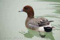The American Wigeon x Eurasian Wigeon Duck floats quietly along in his habitat at the L'Oceanografic in the City of Valencia, Spain in Europe.