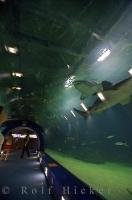 The City of Arts and Science is home to a underwater tunnel at the L'Oceanografic in Valencia, Spain where you can have a look at all types of marine life.