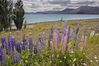 The lakeshore of Lake Tekapo on the South Island of New Zealand is beautiful when the Russell Lupins and the wildflowers bloom.