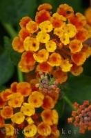 The beautiful flowers of the Lantana plant add a stunning array of colours to any garden.