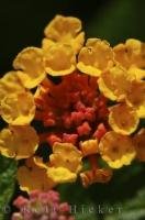 A garden in Oliva Nova, Valencia in Spain, Europe is adorned with beautiful red and orange florets which flower on the Lantana plant.