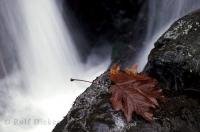 A brown autumn leaf rests on a boulder while water rushes by near Quinault Lake on the Olympic Peninsula of Washington.