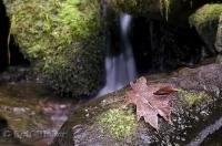 Brown autumn leaves litter the banks of Merriman Creek near Quinault Lake on the Olympic Peninsula of Washington, USA.