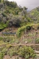 The cliffs in the village of Vernazza in the Cinque Terre of Liguria, Italy are filled with olive groves, lemon trees and grape vines.