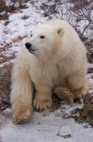 Small by polar bear standards, this little 11 month old cub reaches 6 feet in height when standing on his hind legs.