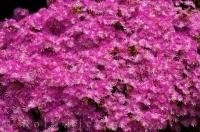 Pink, radiant Livingstone Daisy flowers grow along a wall in the Waitaki Valley in North Otago on the South Island of New Zealand.