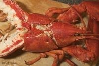 At Lanes End Bed and Breakfast you can enjoy the fruits of the Kittiwake Coast in Newfoundland - a meal of lobster.