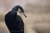 An elegant pope by a Cormorant bird at the L'Oceanografic, an aquarium in the city of Valencia, Spain.