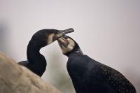Two long necked birds at an aquarium at the City of Arts and Science in Valencia, Spain look like they are in love.