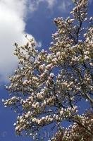 On the grounds of Weihenstephan in Bavaria, Germany you will come across a beautiful flowering Magnolia tree.