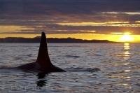 The yellow rays at sunset explode across the water off Northern Vancouver Island in British Columbia as a male Orca surfaces.