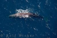An aerial view of a sperm whale, a marine mammal commonly found along the Kaikoura coast of New Zealand.