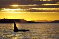 A vivid yellow sky at sunset turns the water into molten gold and silhouettes the orca whale in this picture of a marine mammal.