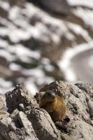 A marmot posing upon the rocks seemingly waiting for his picture to be taken in the Dolomite Range in South Tyrol, Italy.