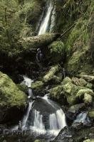 After plunging 40 feet the Merriman Falls continue their journey in the  Olympic National Park of Washington, USA.