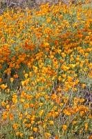 A patch of Mexican Gold Poppies adorn a slope in Organ Pipe National Monument in the State of Arizona, USA.