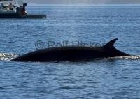 The Minke Whale belongs into the category of baleen whales.