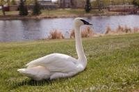 Two swans had made Mirror Lake in Camrose, Alberta their home.