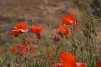Many of the fields near Morella, Spain in Europe have poppies flourishing in the Spring which can blanket the landscape into beautiful red hues.