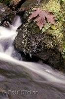 The rushing water of the Merriman Creek near Quinault Lake, creates the motion in this picture with an autumn leaf and ferns.