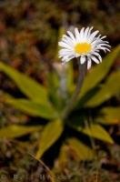 A young Mountain Daisy plant blooms on the slopes of Mt Ruapehu on the North Island of New Zealand.