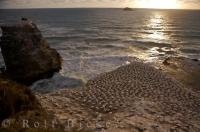 A brilliant sunset shines across the surface of the ocean to the Muriwai Beach Gannet Colony near Auckland, New Zealand where these birds breed and nest on the rugged coastline.