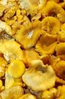 Fresh, wild mushrooms on display at the Pike Place Public Market Center in Seattle.