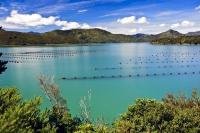 The ropes and buoys that can be seen on the surface of the water is a muscle farm in Kenepuru Sound near Waitaria Bay in Marlborough on the South Island of New Zealand. Aquaculture is a huge part of New Zealand's industry.