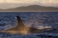 The appearance of a Killer Whale off Northern Vancouver Island in British Columbia has the sunlight shining off the spray of the water around the whale creating a mystical picture.