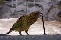 The Kea is a native bird found in alpine regions on the South Island of New Zealand.