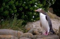 A Yellow-Eyed Penguin, a native marine bird of New Zealand, makes it way to nest near the Fossil Forest at Curio Bay, on the Southern Scenic Route of the South Island. The Fossil Forest is found in the Catlins district of the South Island.