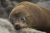 Sleepy New Zealand Fur Seal on Cape Palliser