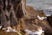 One bird from the Gannet Colony at Muriwai Beach on the North Island of New Zealand, takes flight to soar the sky, while the rest of the colony stays put on the cliff.