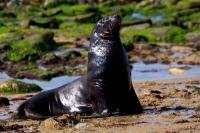After a swim in the water, a New Zealand Sea Lion heads up the beach at Waipapa Point in the Catlins on the South Island of New Zealand.