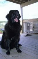 The gentle and even temperament of the Newfoundland breed of dog makes it a great companion for adults and children.