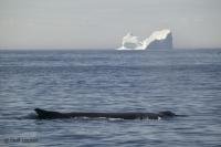 To photograph a Humpback Whale and an Iceberg in one Frame is a rare opportunity, but possible in Newfoundland