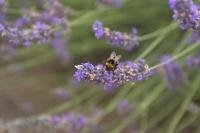 Around a field of blooming lavender plants you will find bumble bees humming and going about their business.