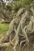 An twisted gnarly old tree on the Coromandel Peninsula of the North Island of New Zealand.